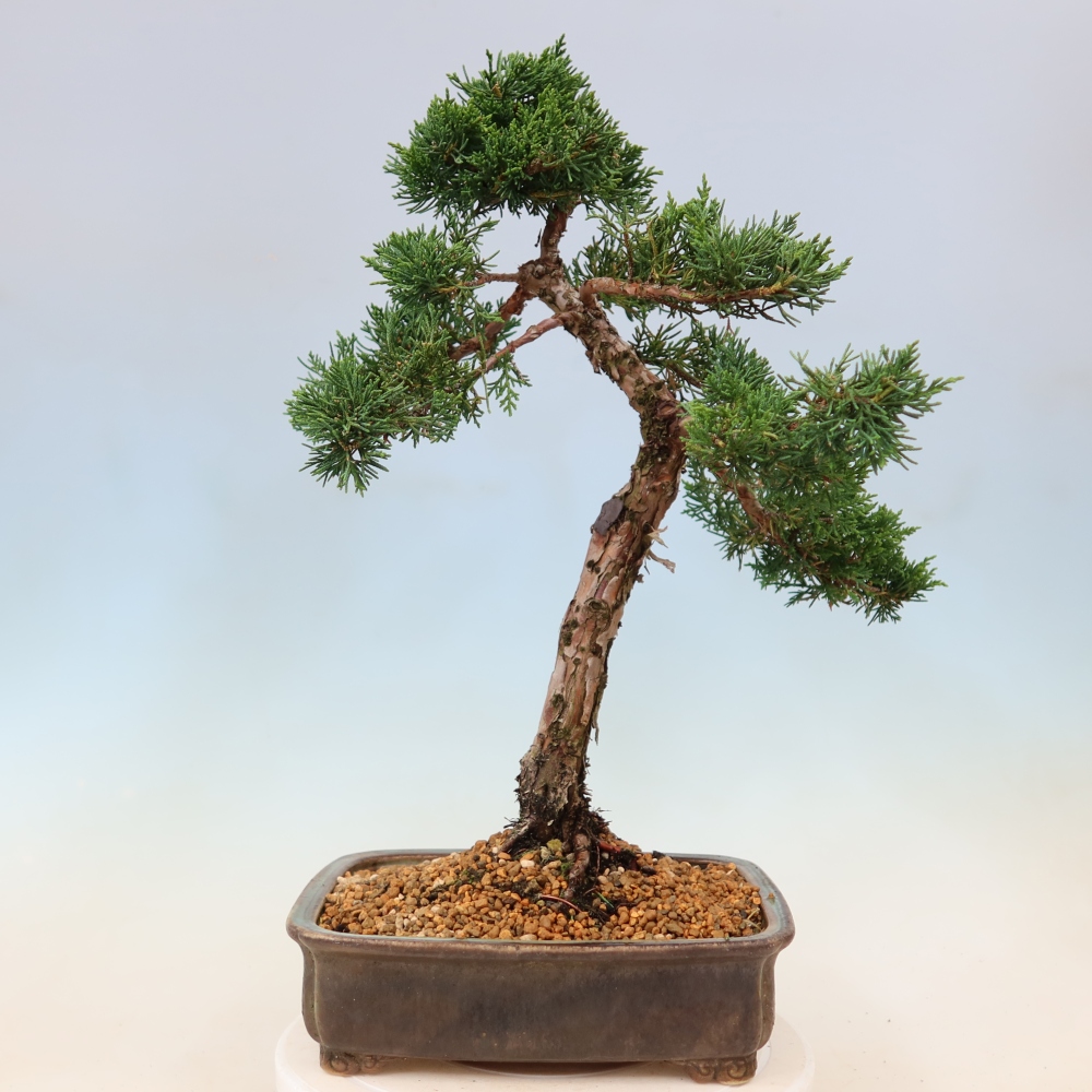 Kültéri bonsai - Juniperus chinensis Kishu