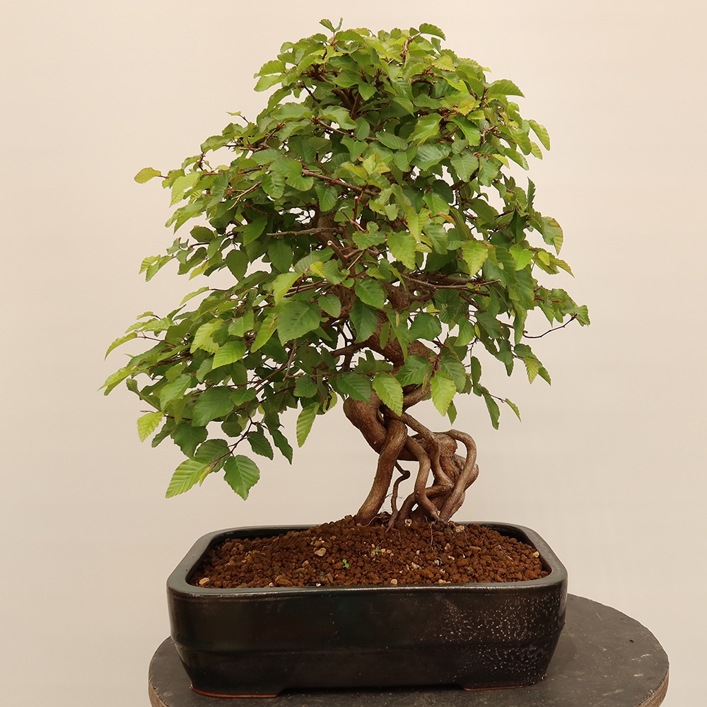 Kültéri bonsai -Carpinus Coreana - Koreai gyertyánfa