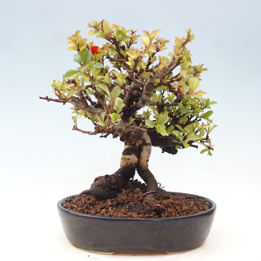 Kültéri bonsai - Chaneomeles speciosa - birs
