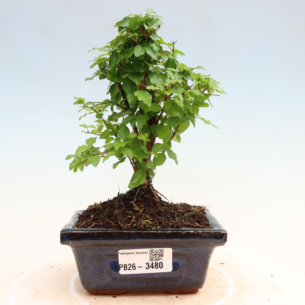 Szobai bonsai -Ligustrum chinensis - Madárcsőr