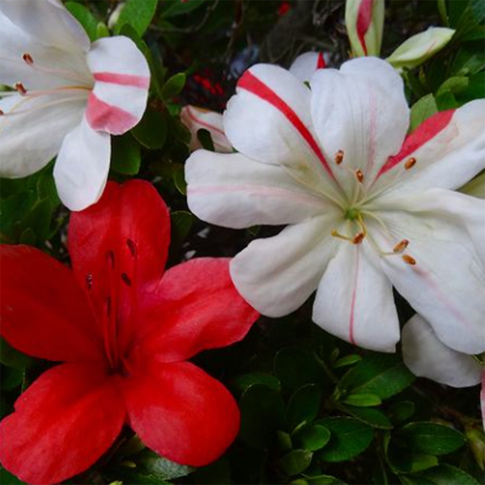 Kültéri bonsai - Japán azálea - Azalea Nishikie