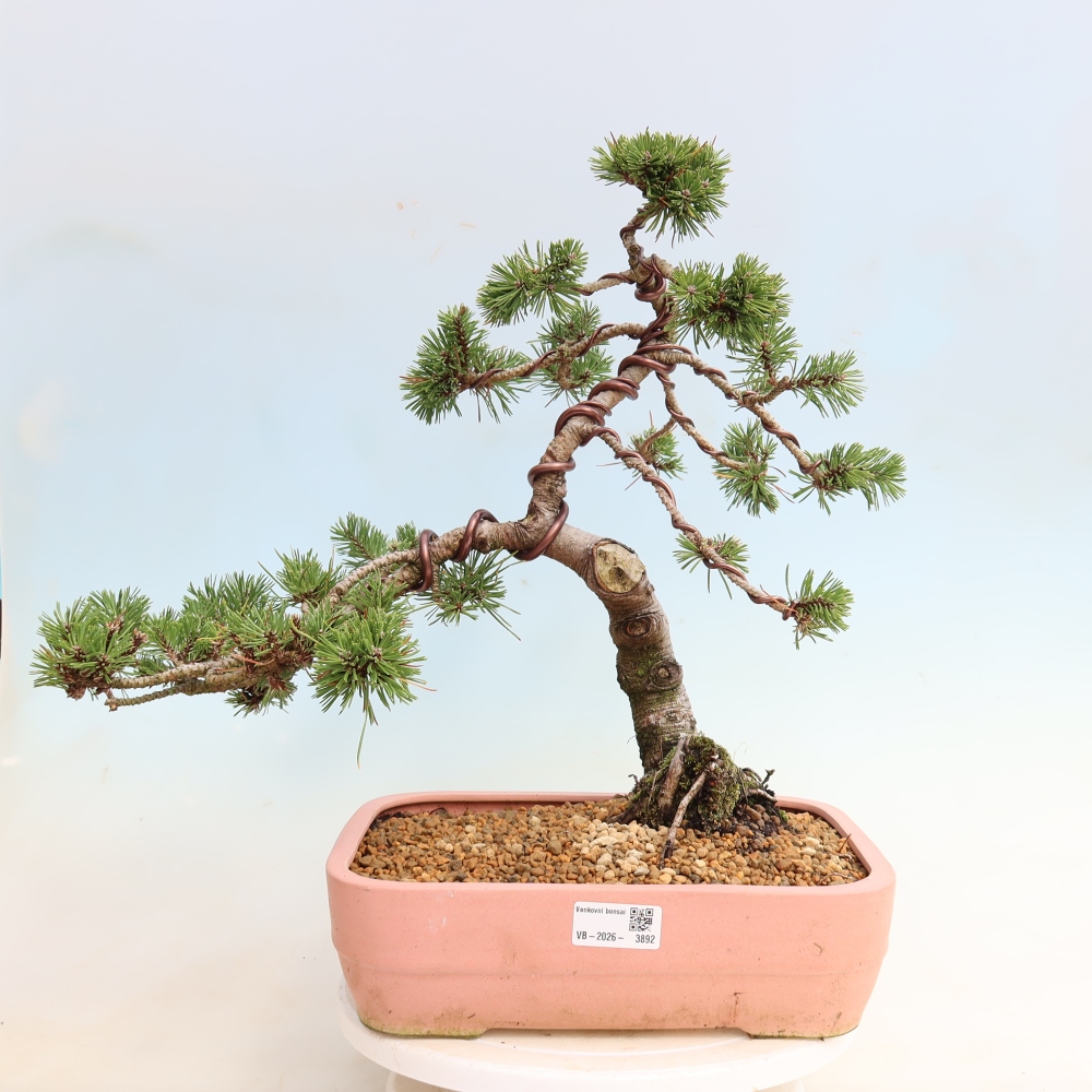 Kültéri bonsai – Pinus mugo Humpy – Törpefenyő