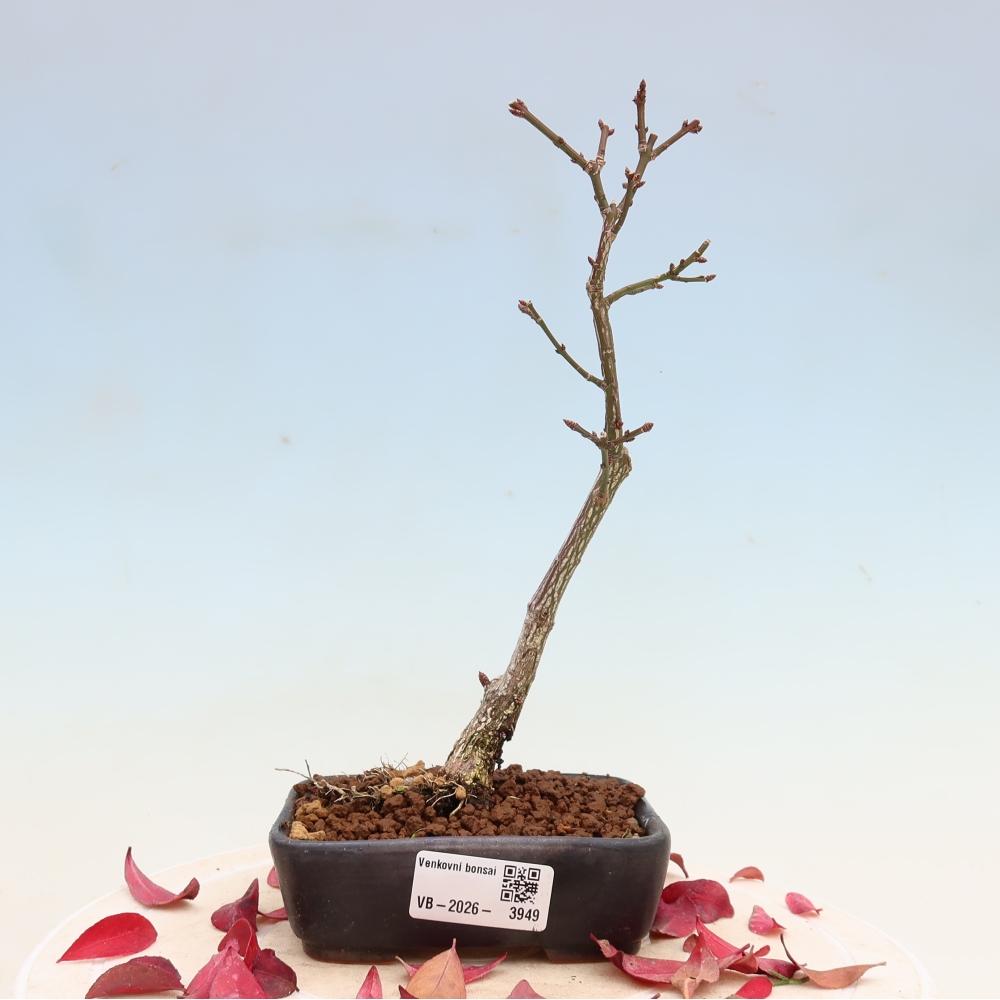 Kültéri bonsai – Euonymus alatus comactus – szárnyas szőlőfa