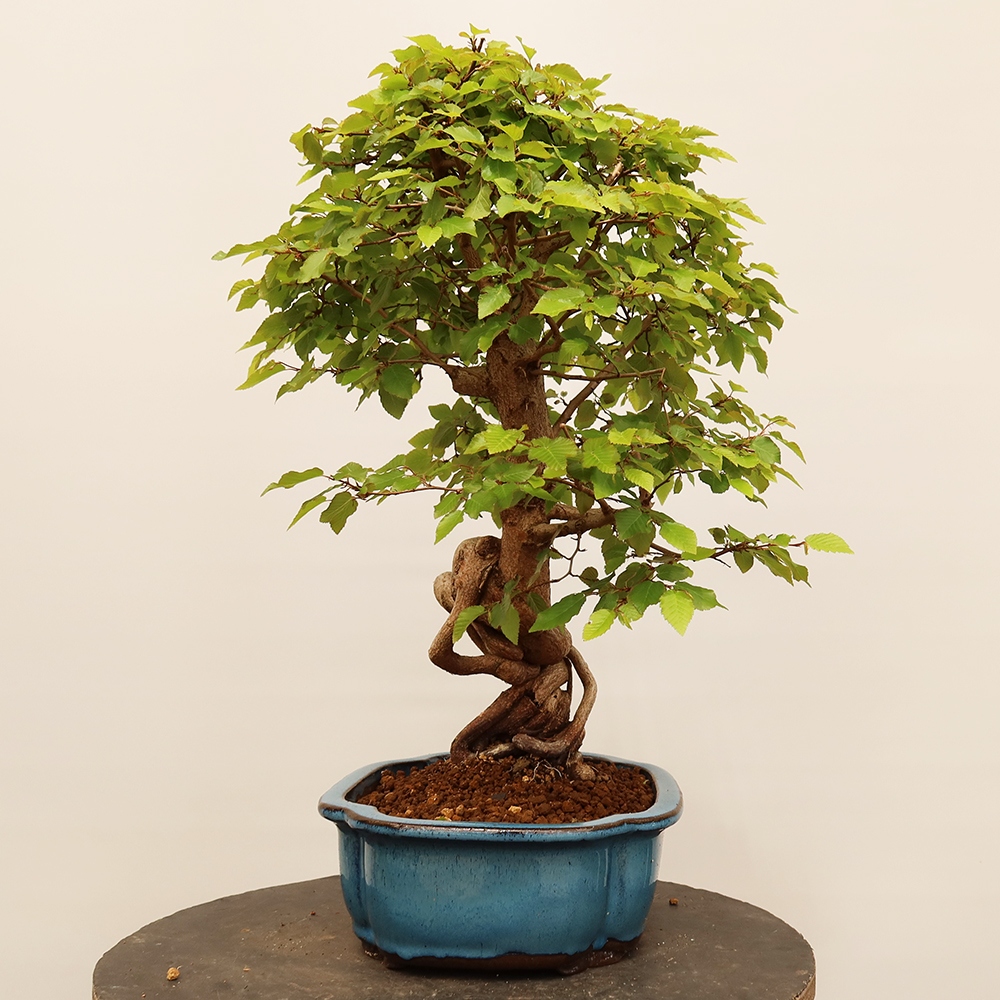 Kültéri bonsai -Carpinus Coreana - Koreai gyertyánfa