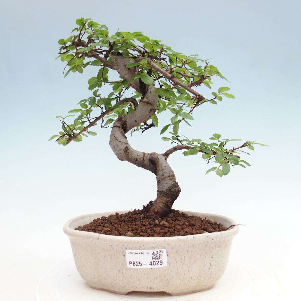 Szobai bonsai - Ulmus parvifolia - Kislevelű szilfa