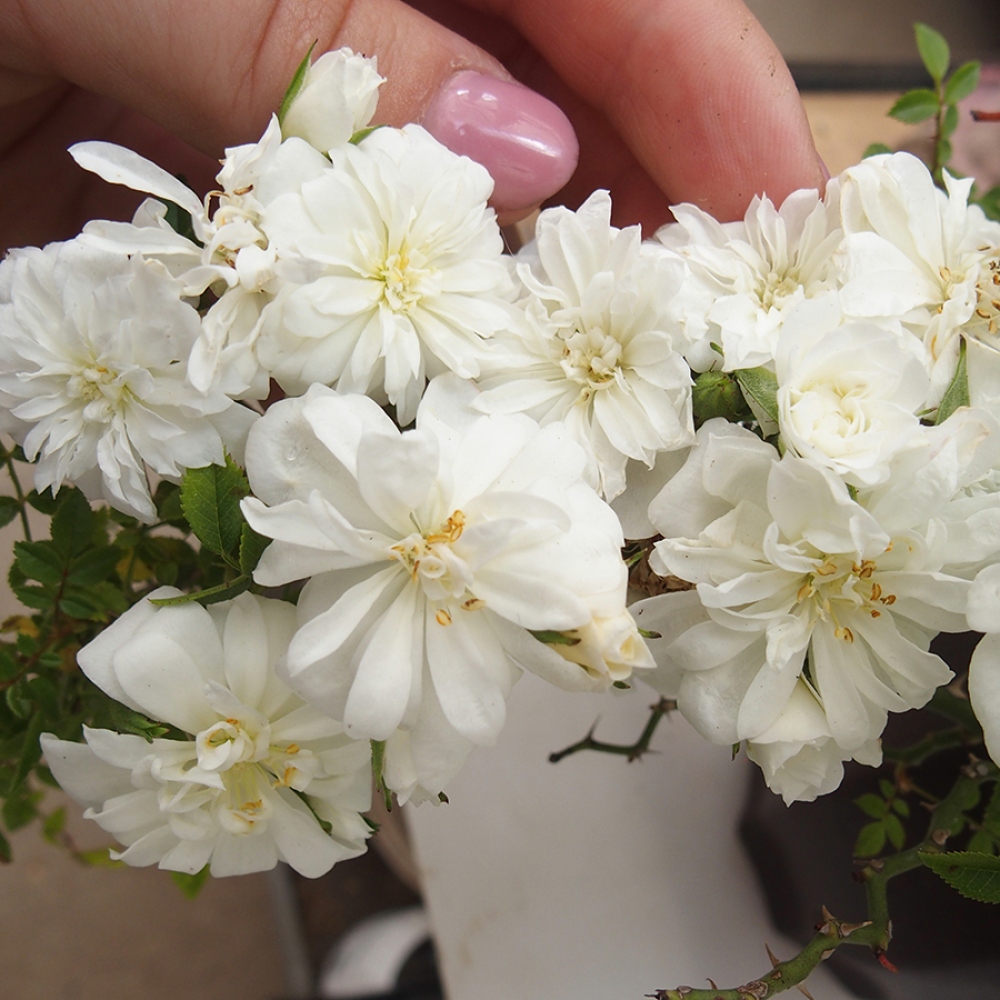 Kültéri bonsai - Rosa Sea Foam - rózsa