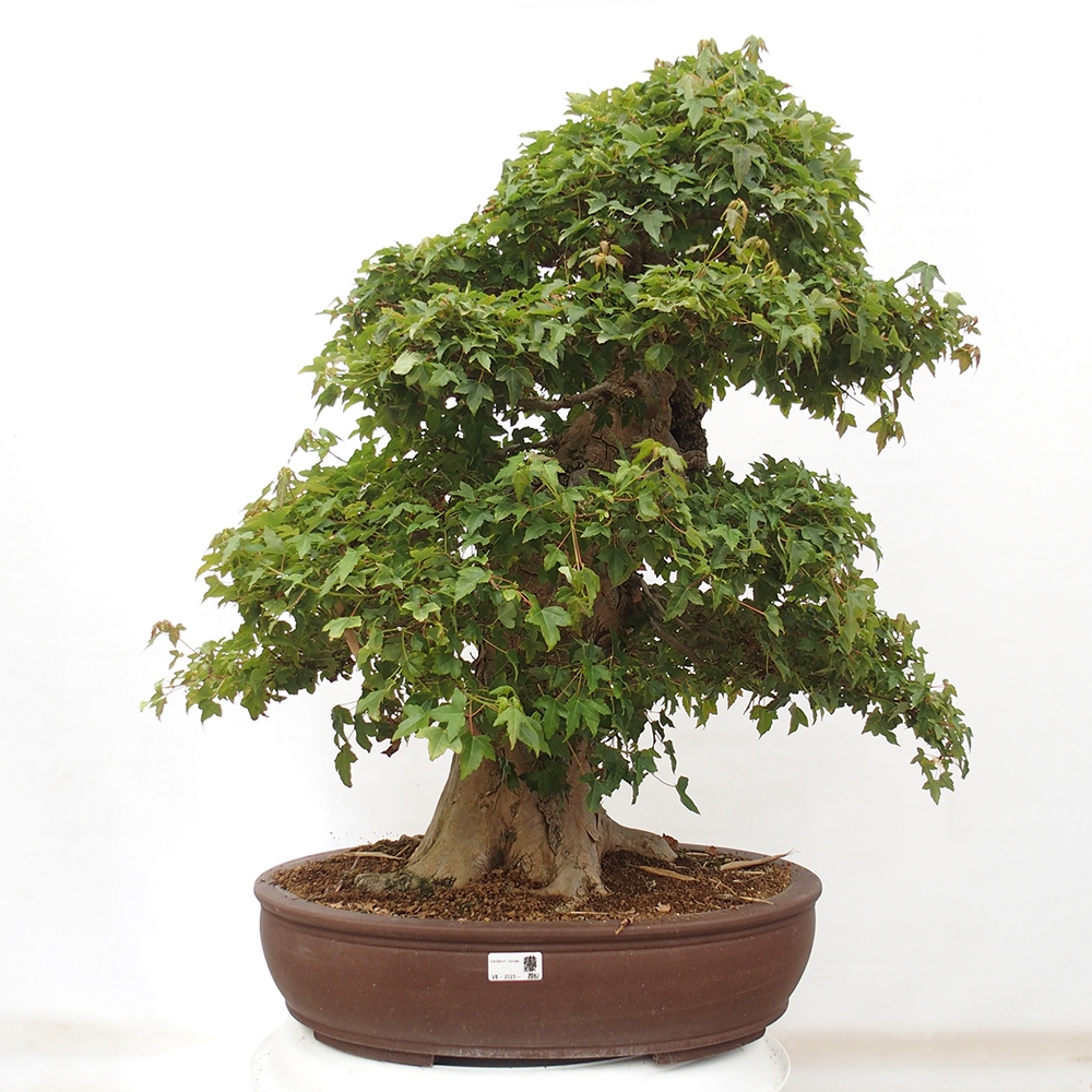 Kültéri bonsai - Acer Buergerianum - Burger juhar