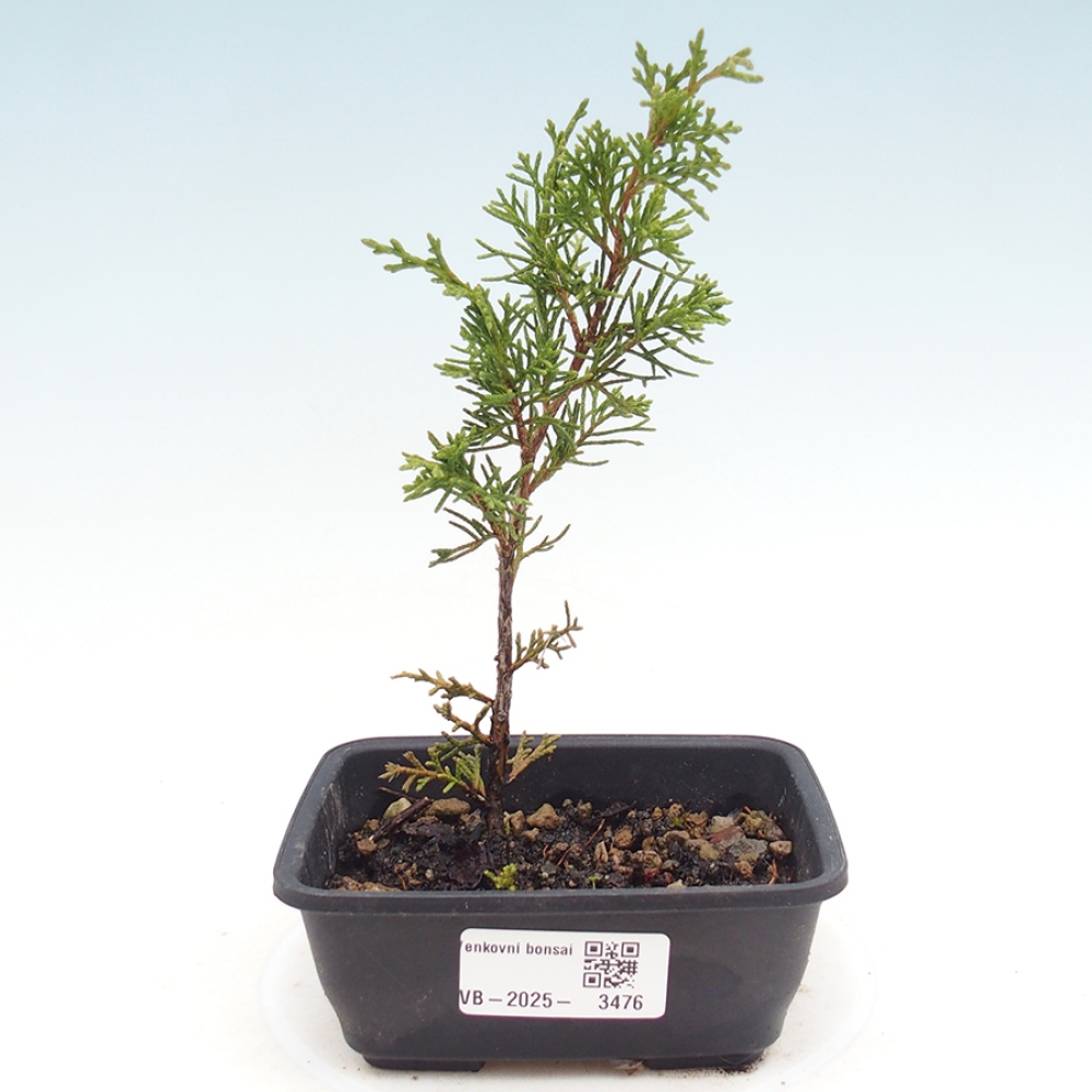 Kültéri bonsai - Juniperus chinensis Itoigawa