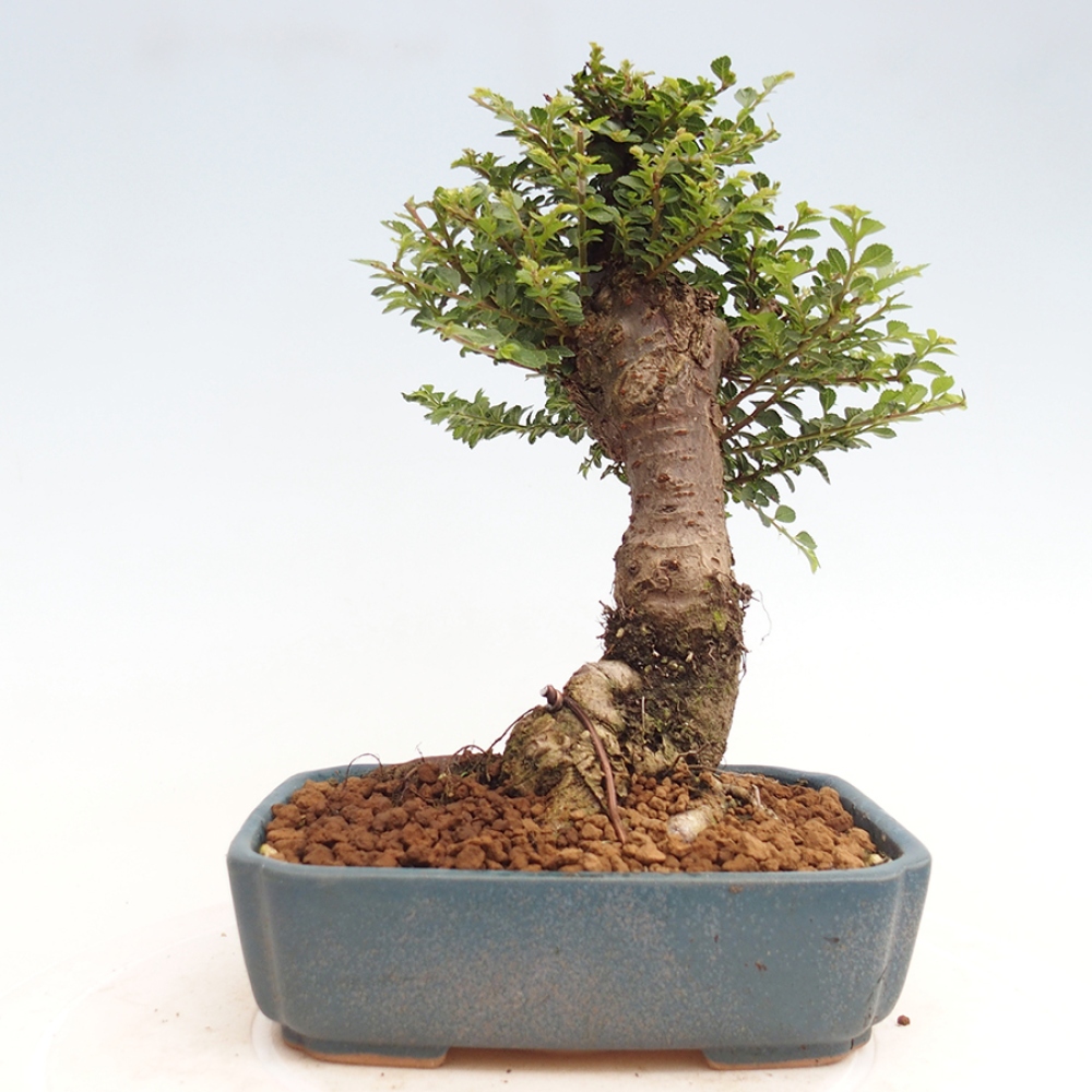 Kültéri bonsai - Ulmus parvifolia Hokkaido - Kínai szil - Ulmus parvifolia Hokkaido