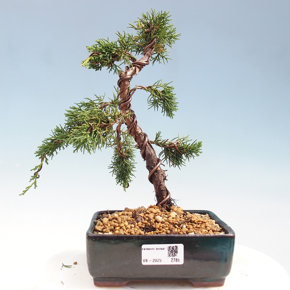 Kültéri bonsai - Juniperus chinensis Kishu