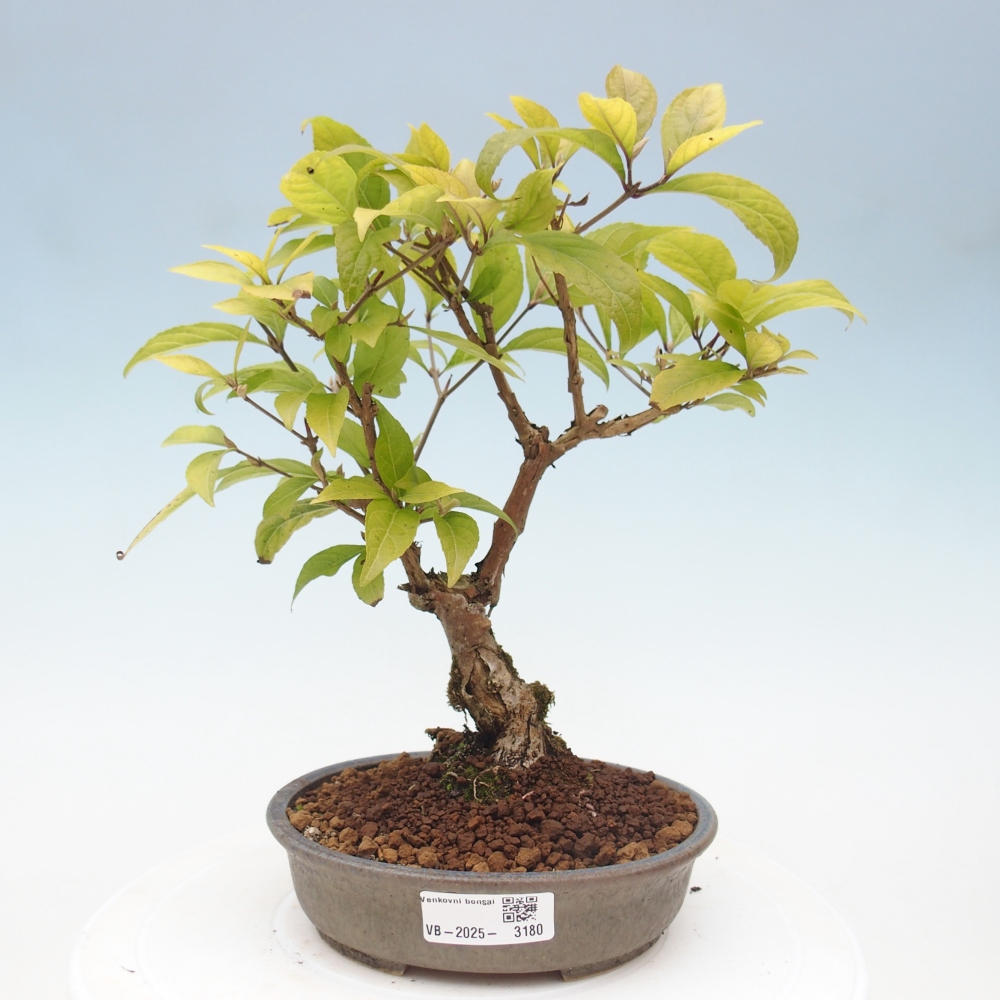 Kültéri bonsai - Callicarpa japonica