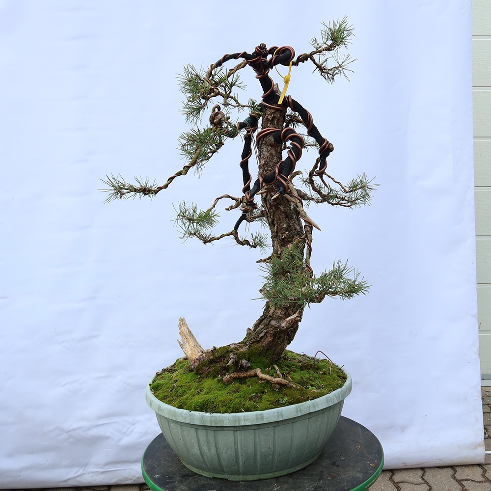 Pinus sylvestris Spanyolország – erdei fenyő