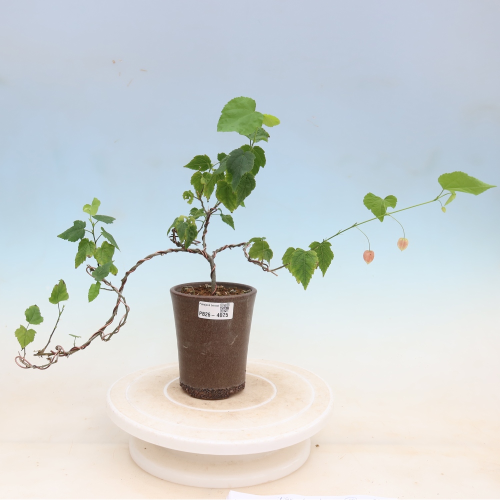 Beltéri bonsai - Abutilon Big Bell - Felhőbogyó