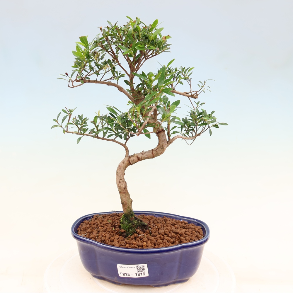 Szobai bonsai - Syzygium - Pimento