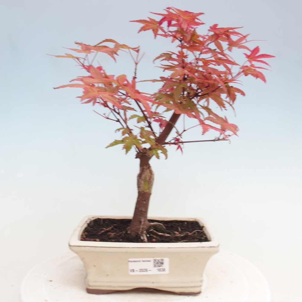 Kültéri bonsai - Acer palmatum DESHOJO