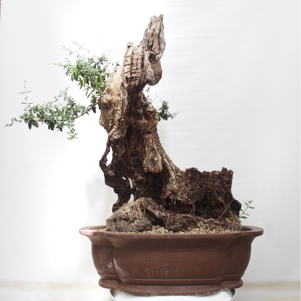 Beltéri bonsai - Olea europaea sylvestris