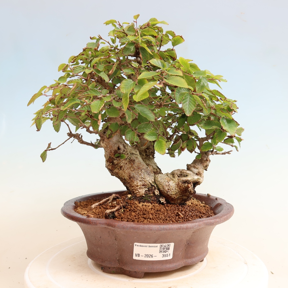 Kültéri bonsai -Carpinus CARPINOIDES - Koreai gyertyánfa