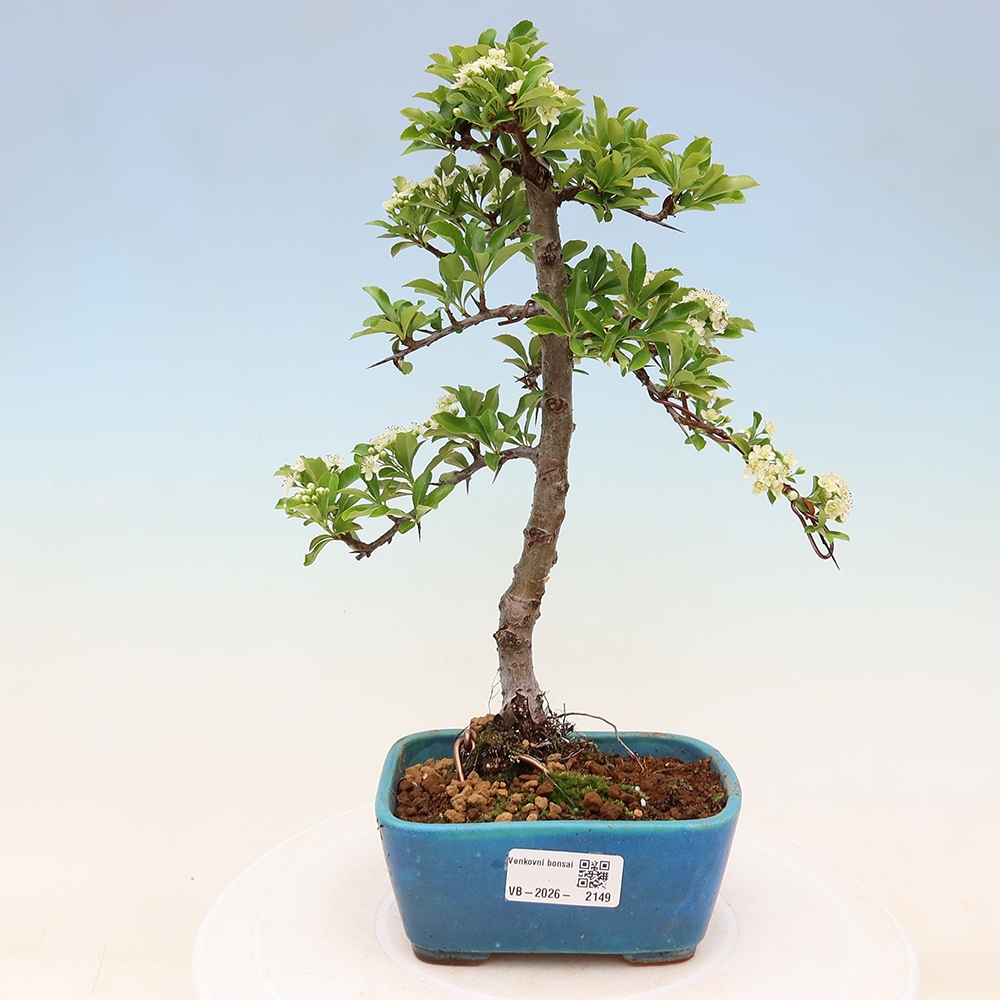 Kültéri bonsai – Pyracantha teton – Vörös tűszem