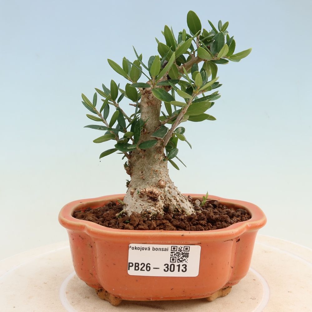 Beltéri bonsai - Olea europaea sylvestris