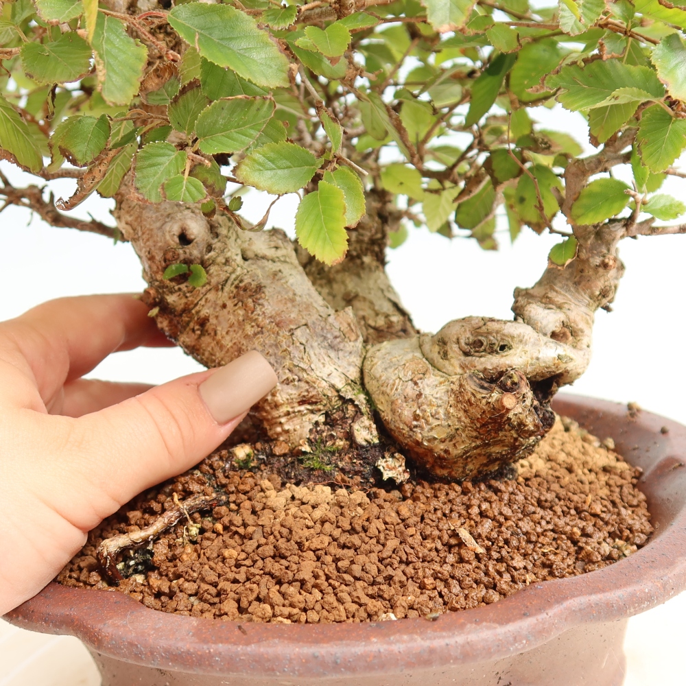 Kültéri bonsai -Carpinus CARPINOIDES - Koreai gyertyánfa