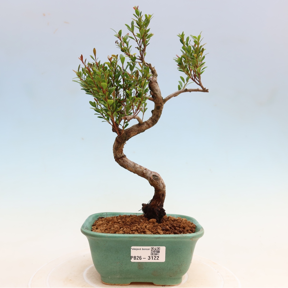 Szobai bonsai - Syzygium - Pimento