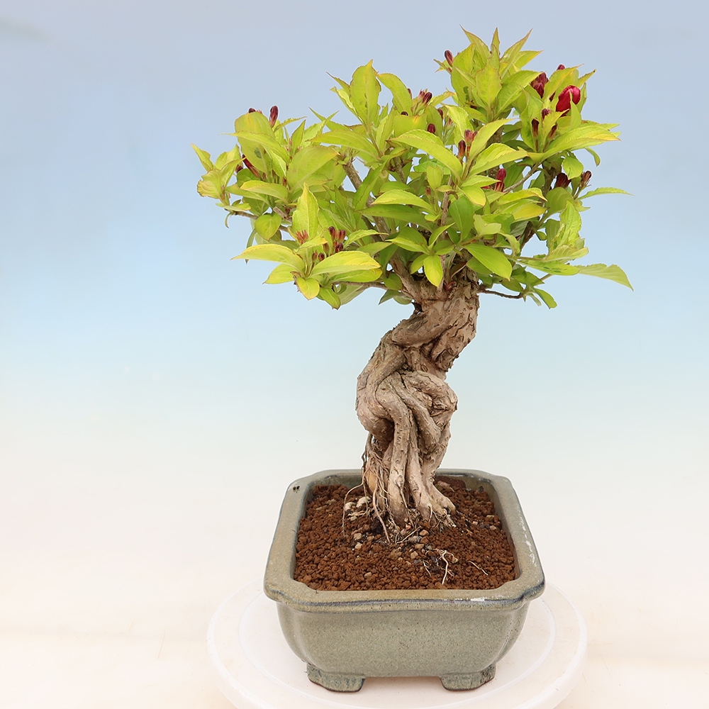 Kültéri bonsai – Weigela subsessilis – Koreai vajgélia