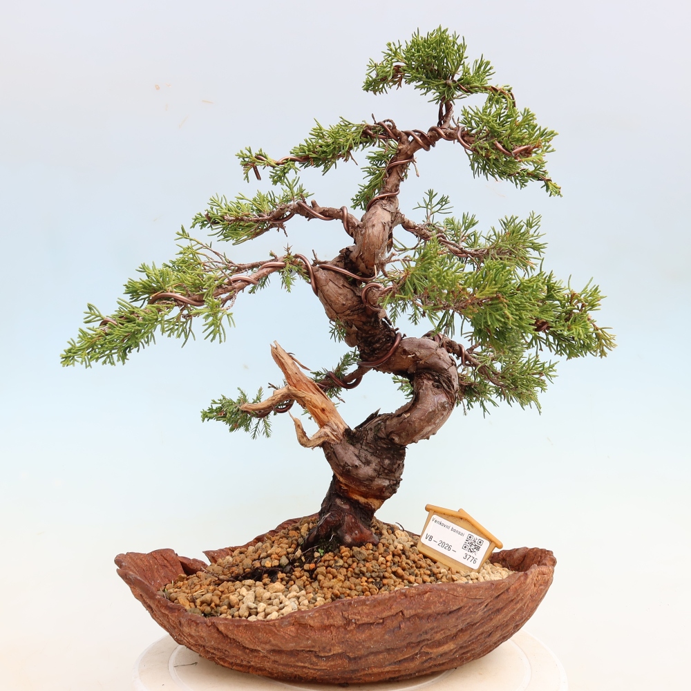 Kültéri bonsai - Juniperus chinensis Itoigawa-Juniperus chinensis