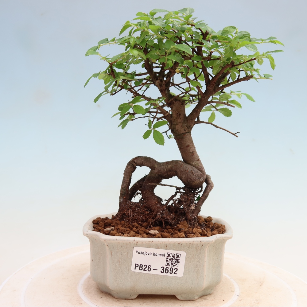 Szobai bonsai - Ulmus parvifolia - Kislevelű szilfa