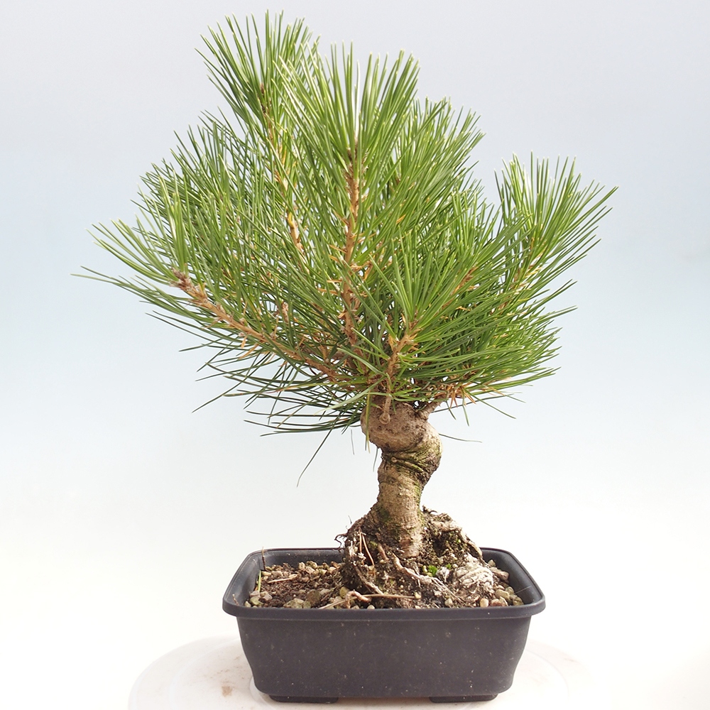 Kültéri bonsai - Pinus thunbergii - Thunberg fenyő