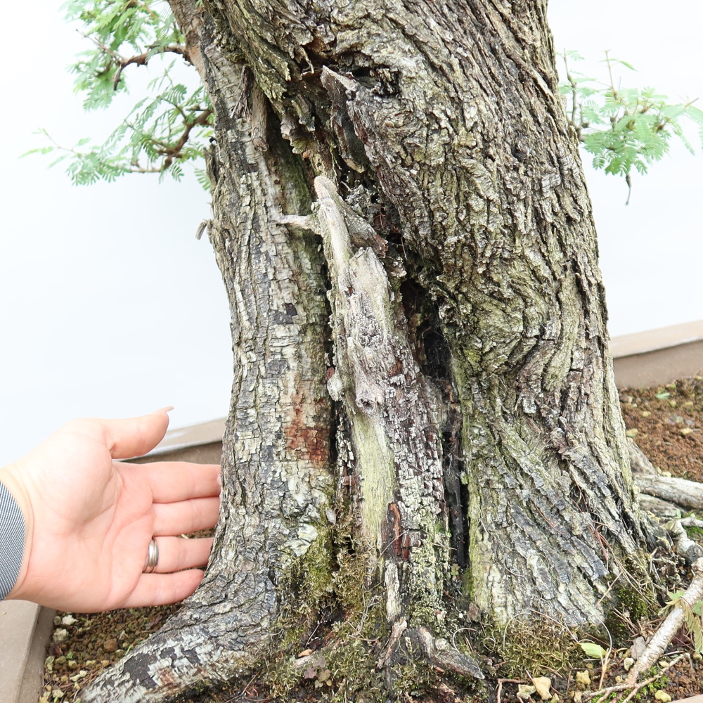 Szobai bonsai - Acacias Arabica