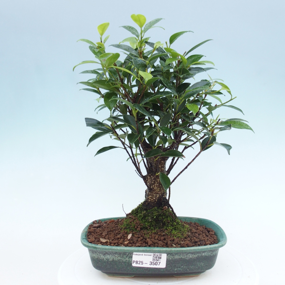Szobai bonsai - Ficus retusa - kislevelű fikusz