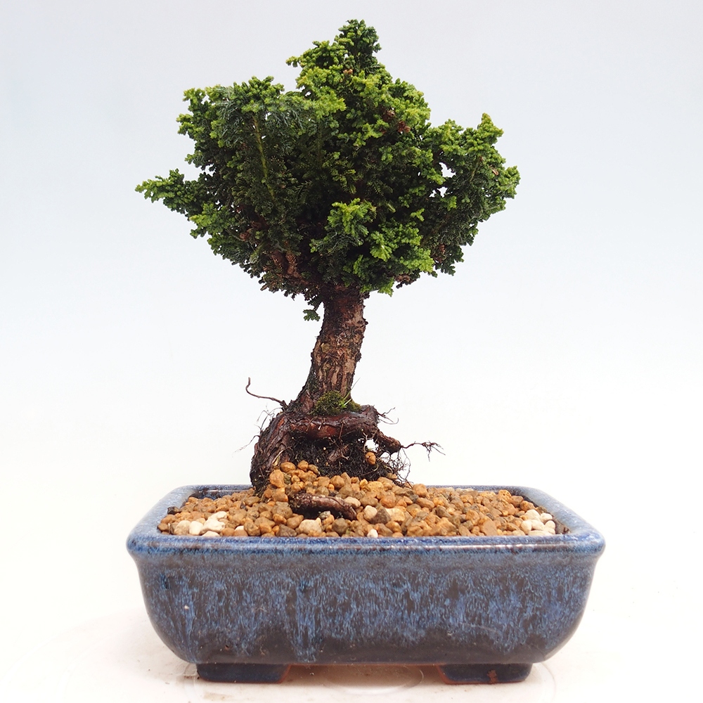 Kültéri bonsai - Cham. obtusa SEKKA HINOKI - Cifra ciprus