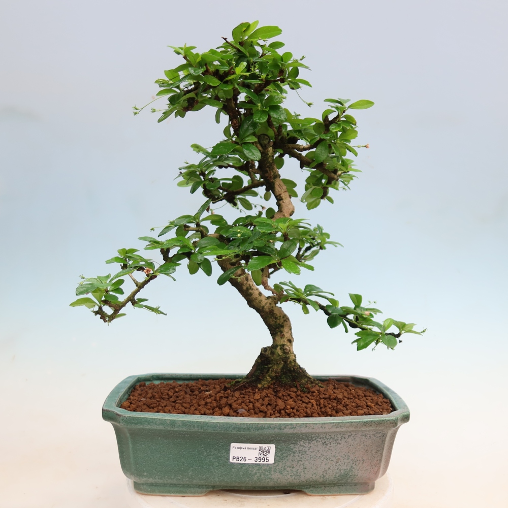 Szobai bonsai - Carmona macrophylla - Tea fuki