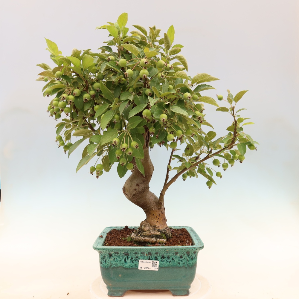 Kültéri bonsai -Malus halliana - Kis gyümölcsű almafa