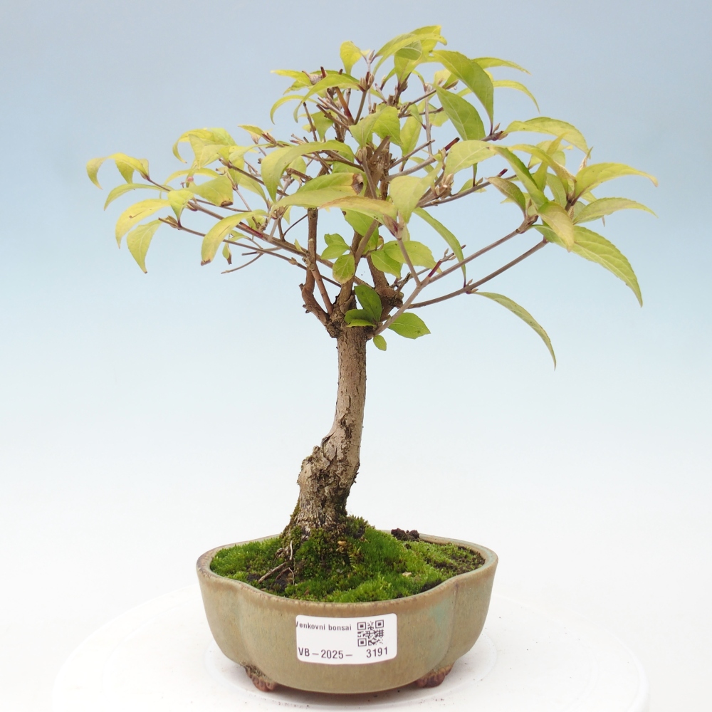 Kültéri bonsai - Callicarpa japonica