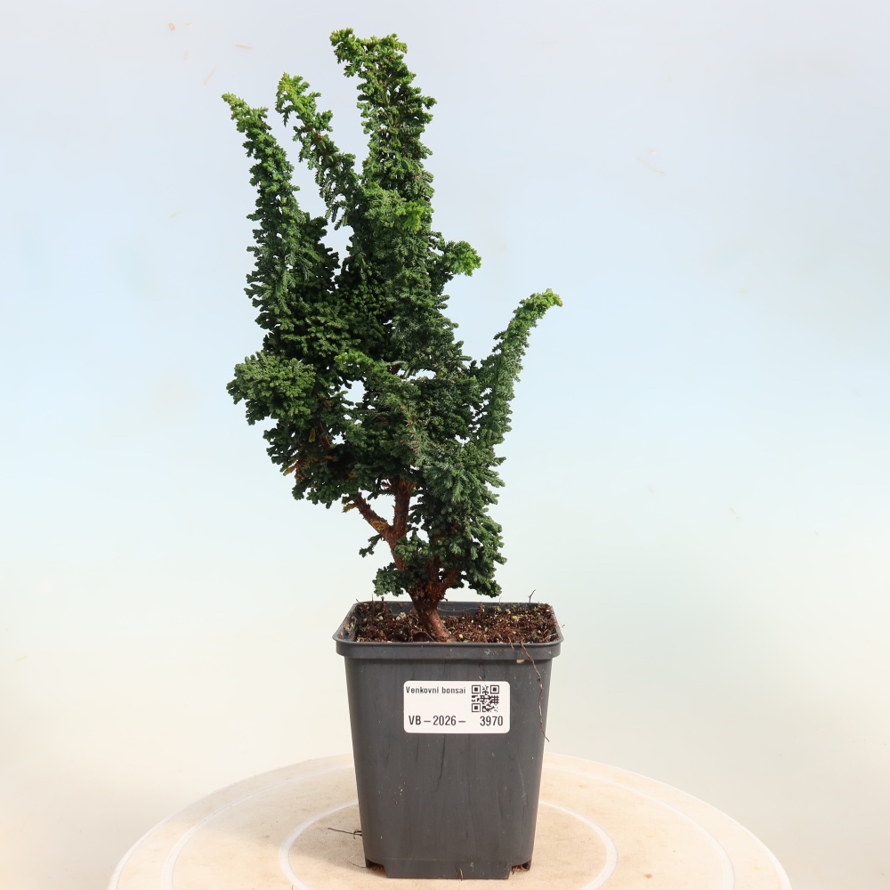 Kültéri bonsai - Cham. obtusa SEKKA HINOKI - Cifra ciprus