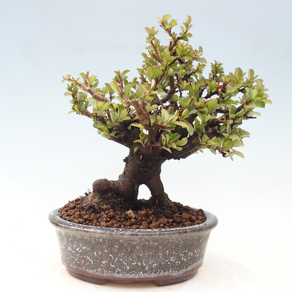 Kültéri bonsai - Chaneomeles speciosa - birs