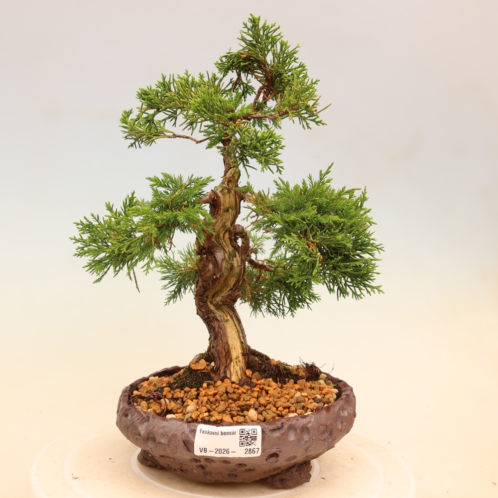 Kültéri bonsai - Juniperus chinensis Itoigawa