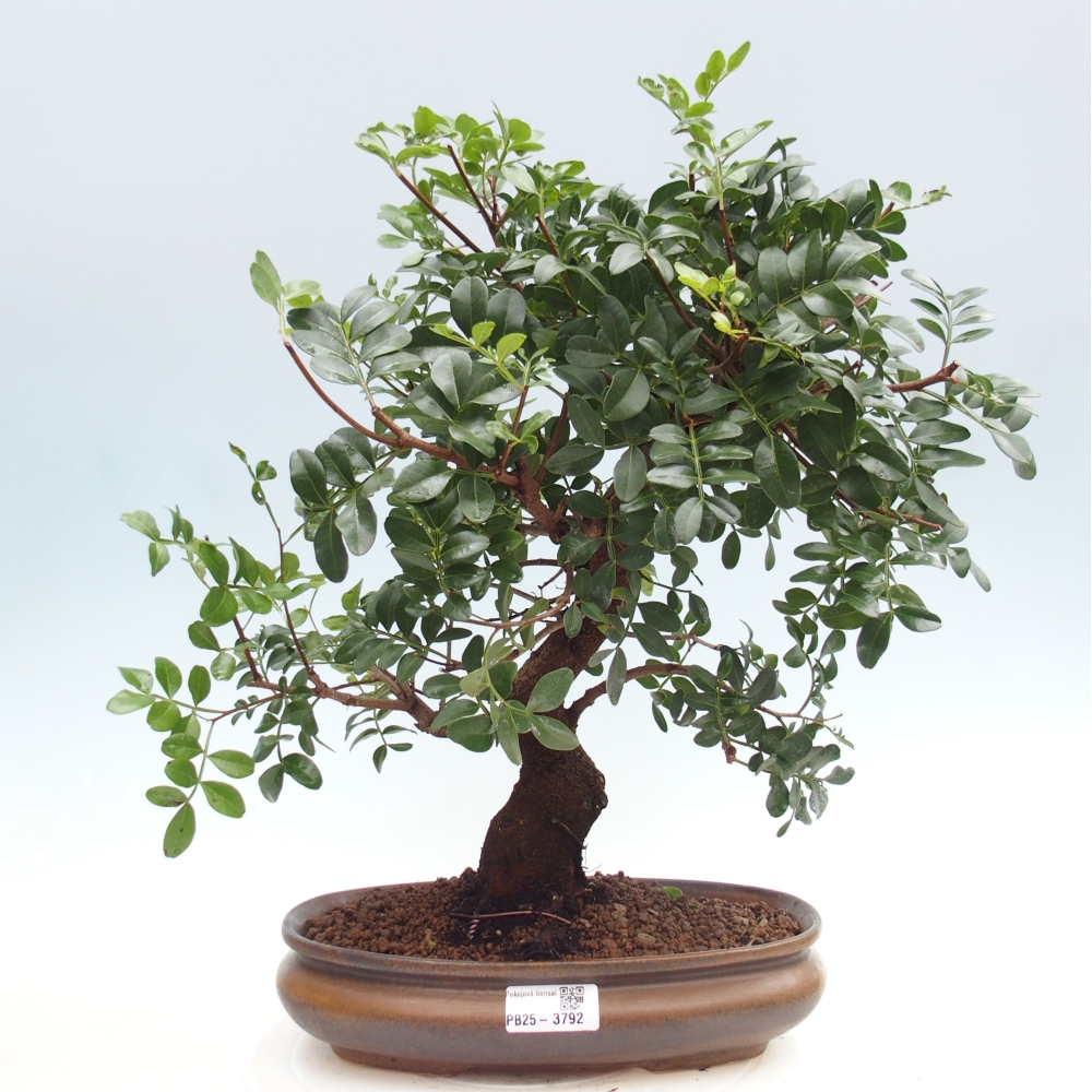 Szoba bonsai - Pisztácia