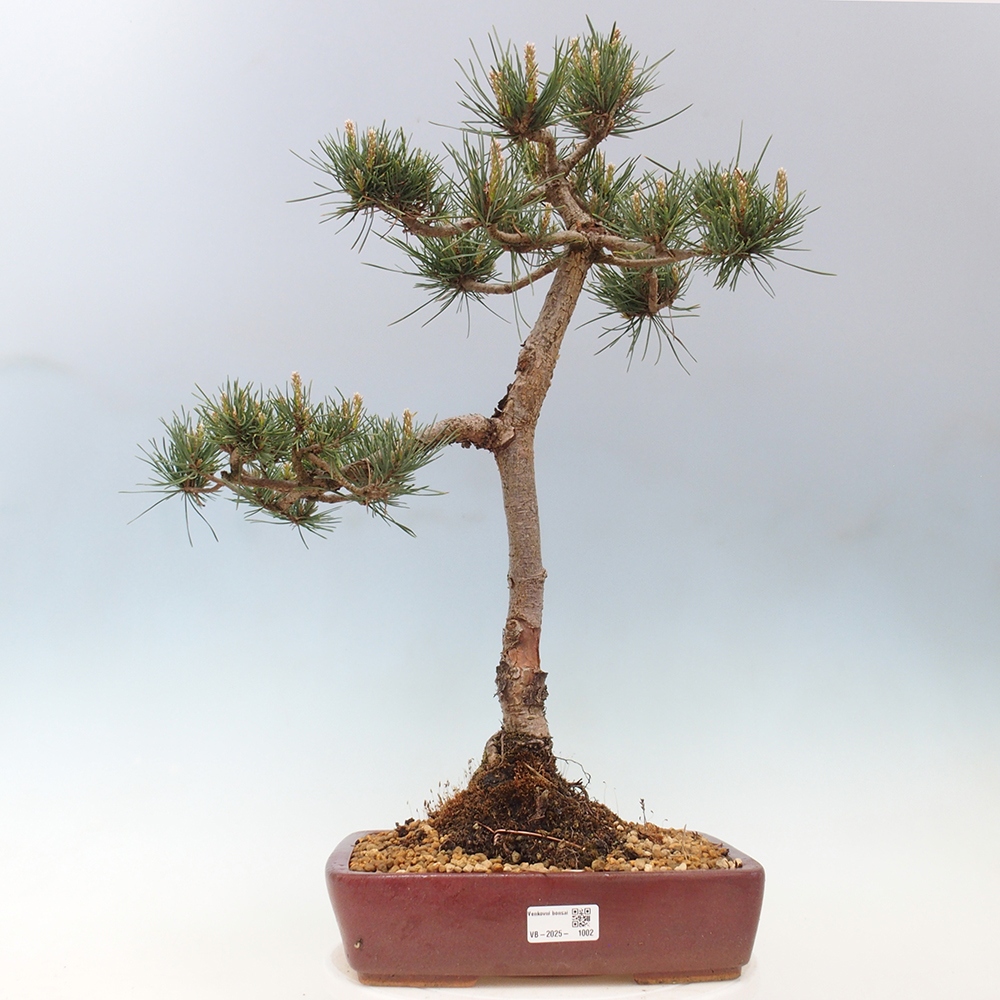 Kültéri bonsai - Pinus Sylvestris Watererri - erdeifenyő