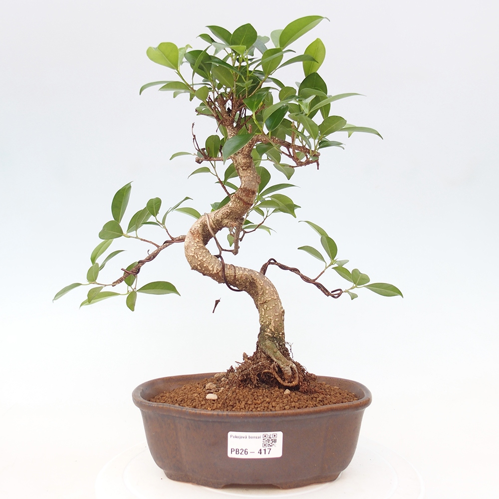 Szobai bonsai - Ficus retusa - kislevelű fikusz