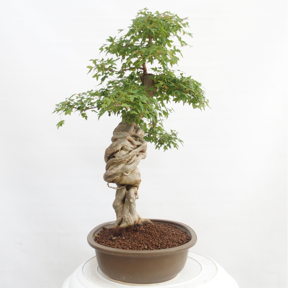 Kültéri bonsai - Acer Buergerianum - Burger juhar