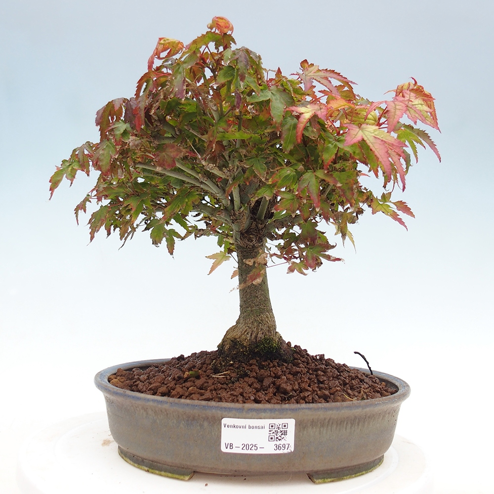 Acer palmatum KIOHIME - Pálma juhar
