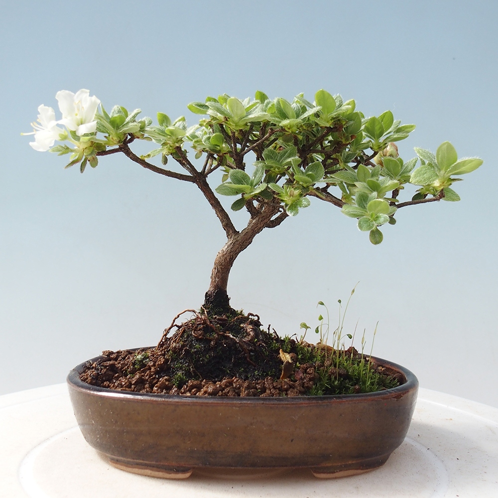 Kültéri bonsai - Rhododendron indicum - japán azálea