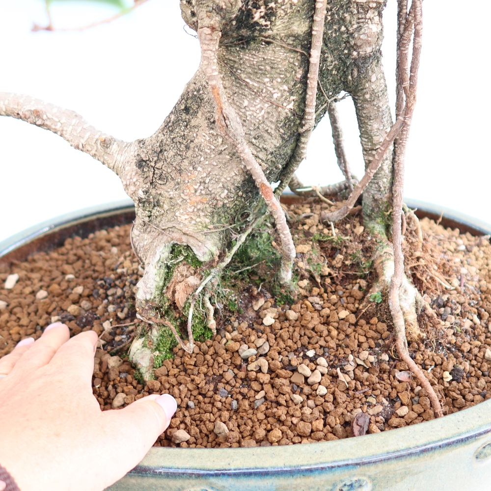 Szobai bonsai - Ficus kimmen - kislevelű fikusz