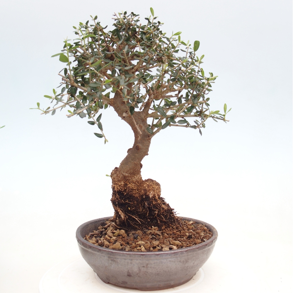 Beltéri bonsai - Olea europaea sylvestris