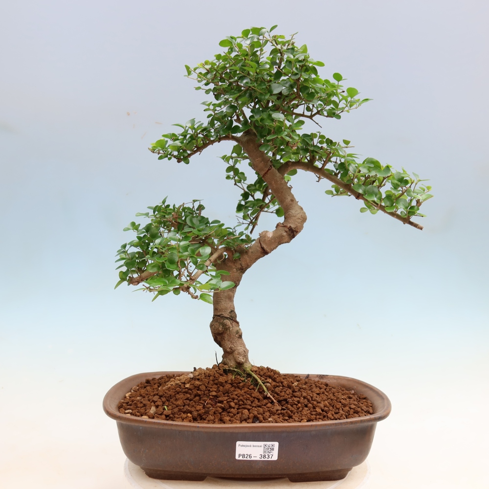 Szobai bonsai -Ligustrum retusa - kislevelű madárcsőrű