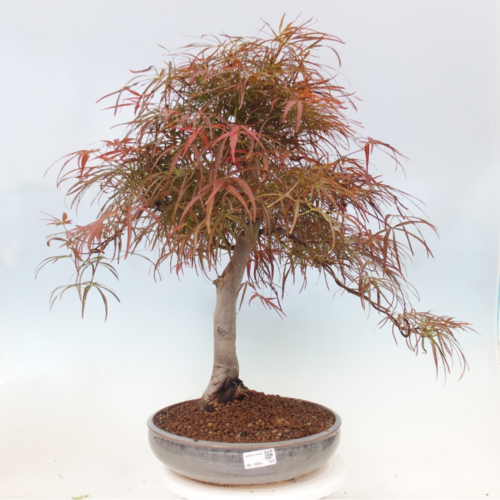 Kültéri bonsai - Acer palmatum RED PYGMY