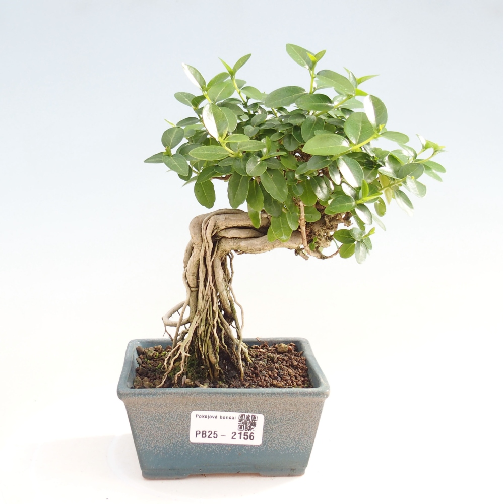 Beltéri bonsai - Premna serratifolia - Kozlovna malolista