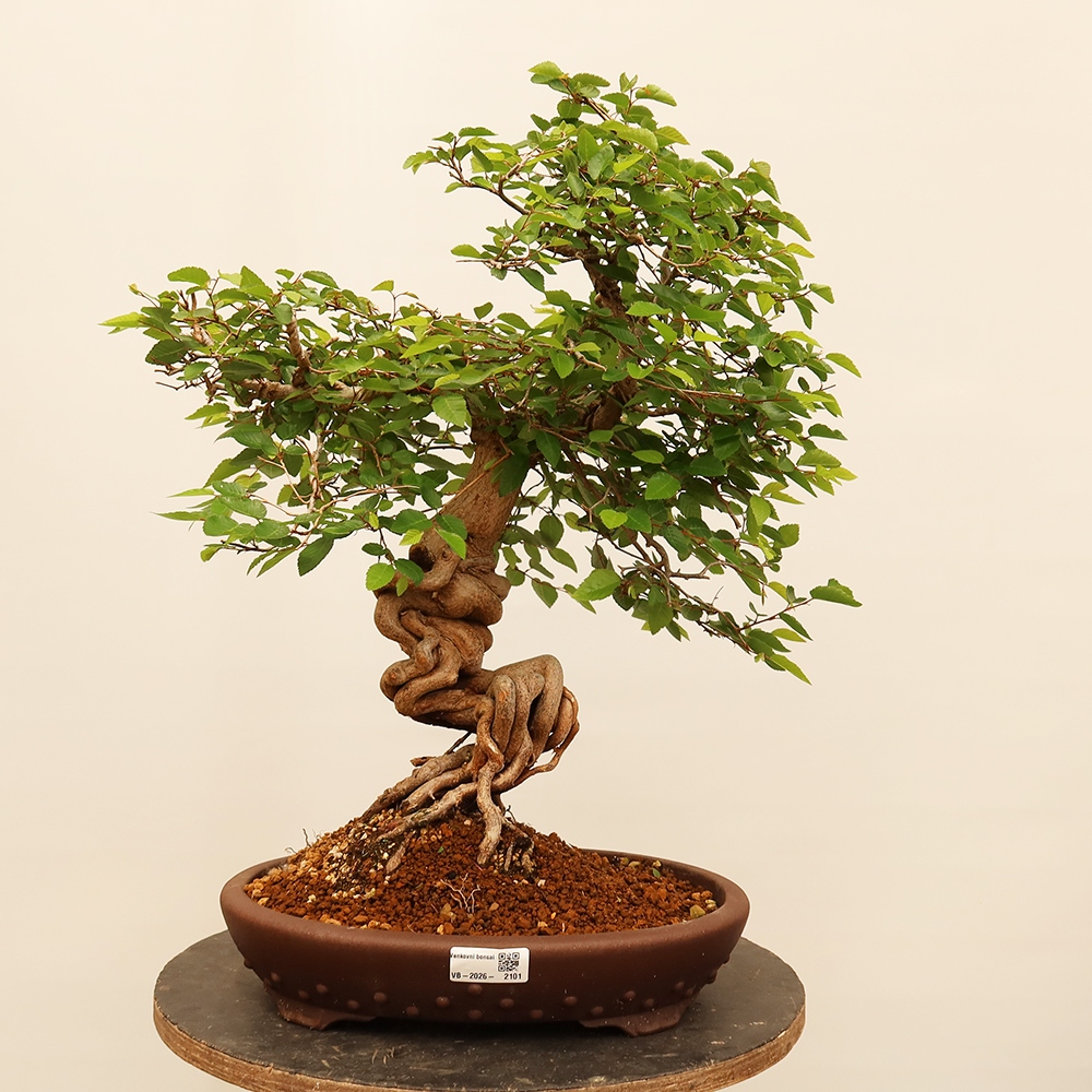 Kültéri bonsai -Carpinus Coreana - Koreai gyertyánfa